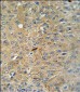 Cleaved-CASP3 (Asp175) Antibody